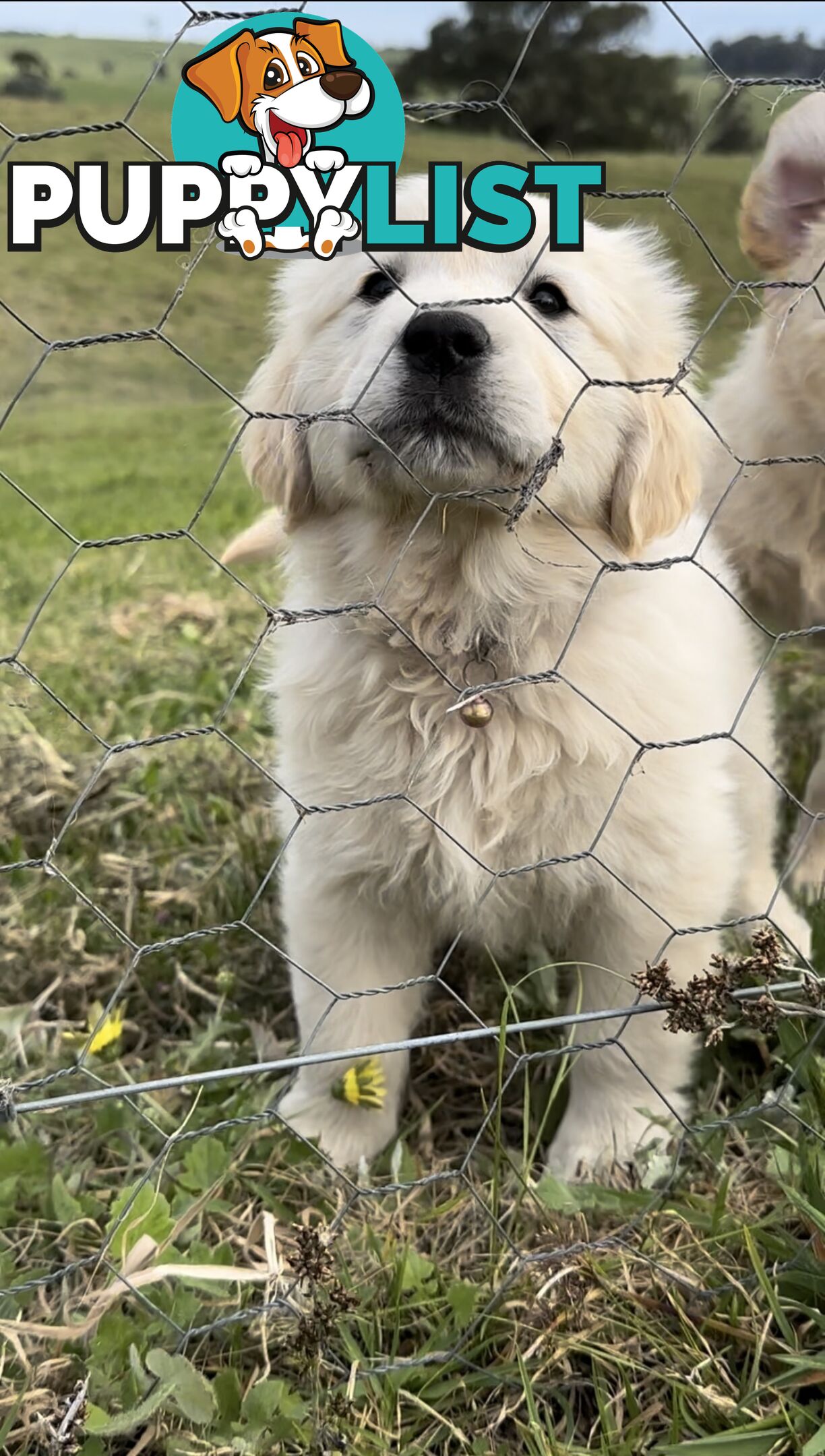 White fluffy golden retriever puppies