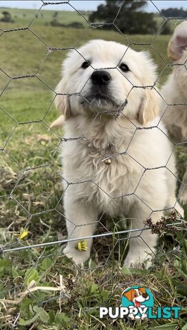 White fluffy golden retriever puppies