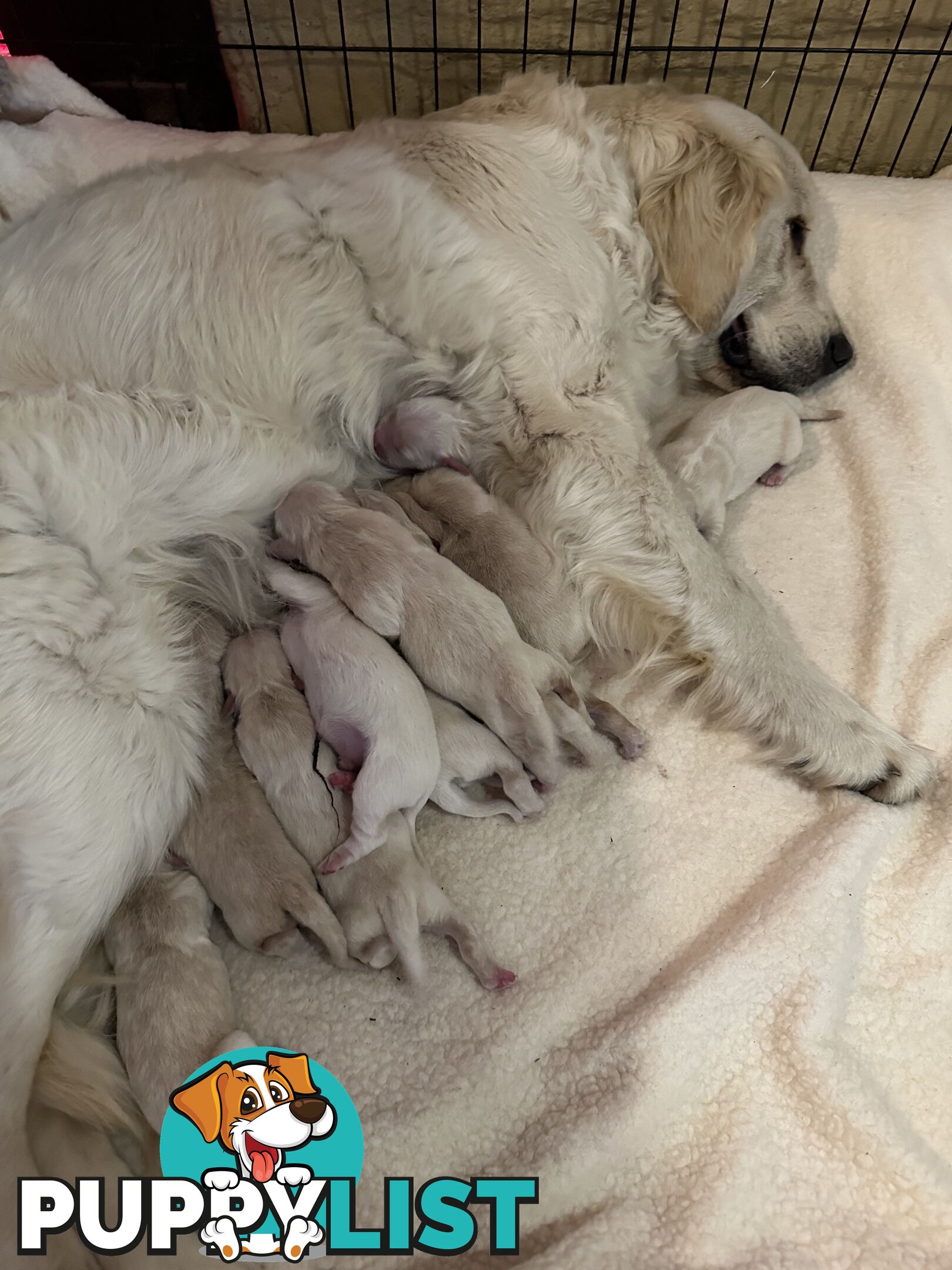 White fluffy golden retriever puppies