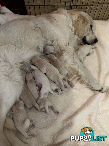 White fluffy golden retriever puppies