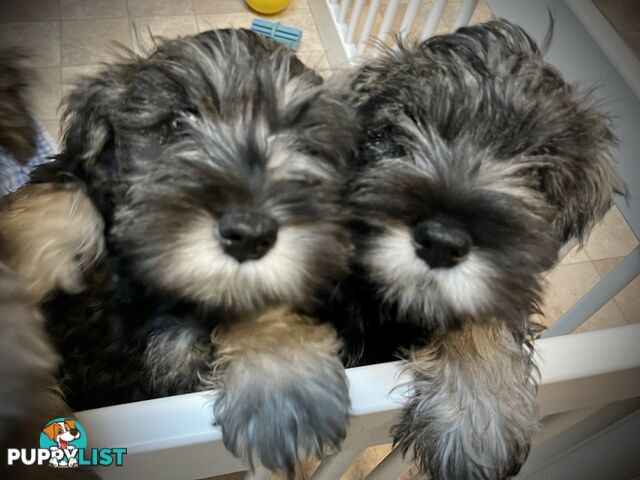 Mini Schnauzer pups