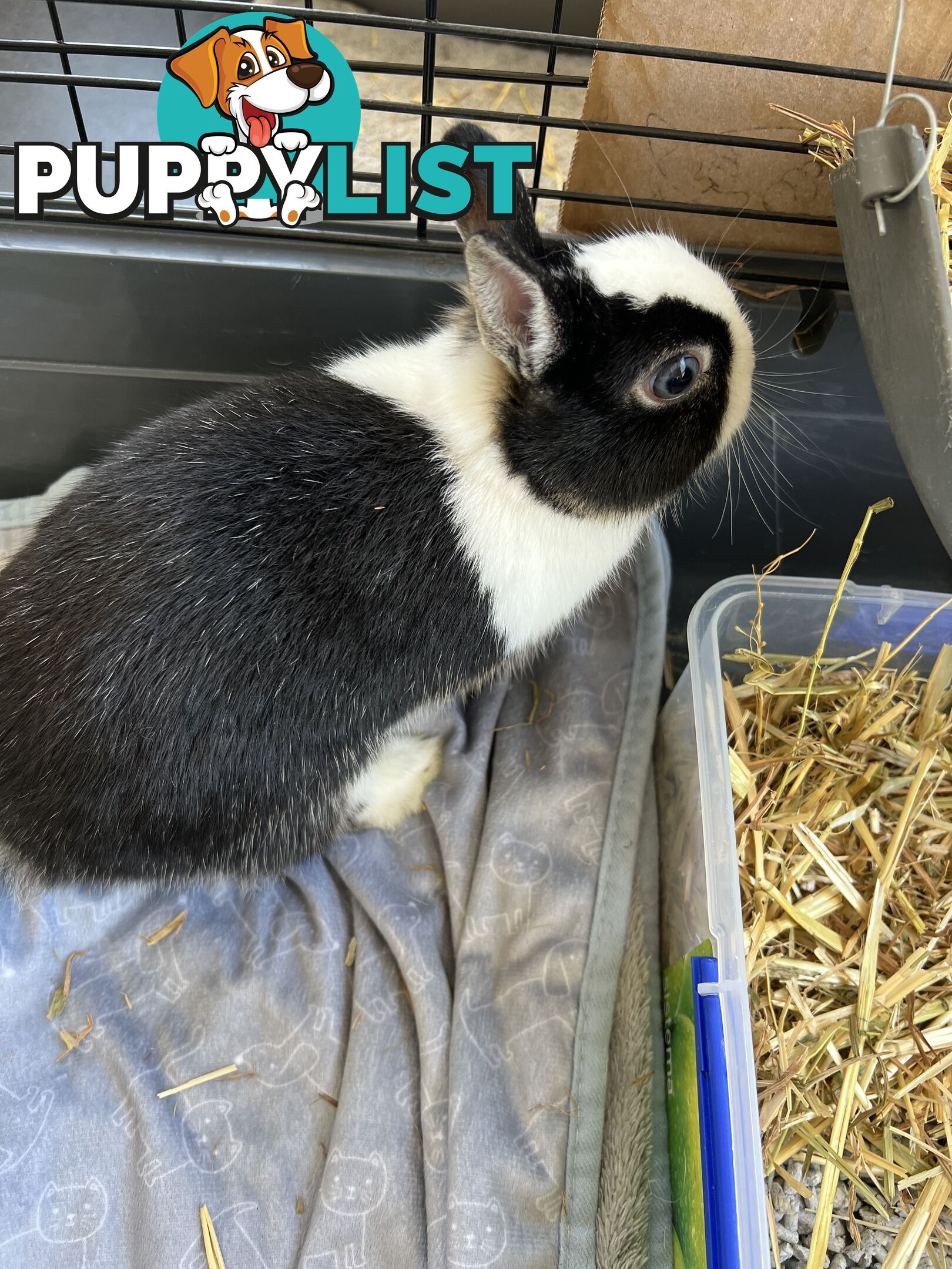 Netherland Dwarf Bunny