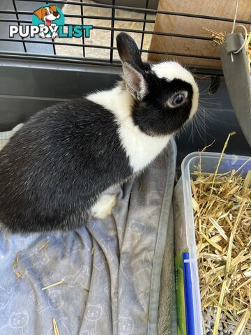 Netherland Dwarf Bunny