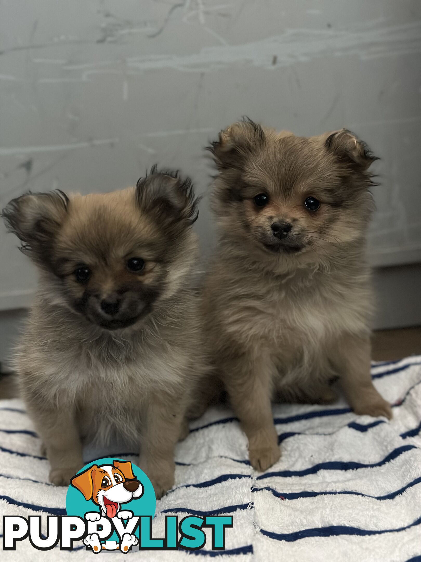 Pomeranian Puppies