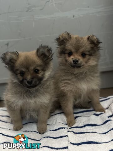 Pomeranian Puppies