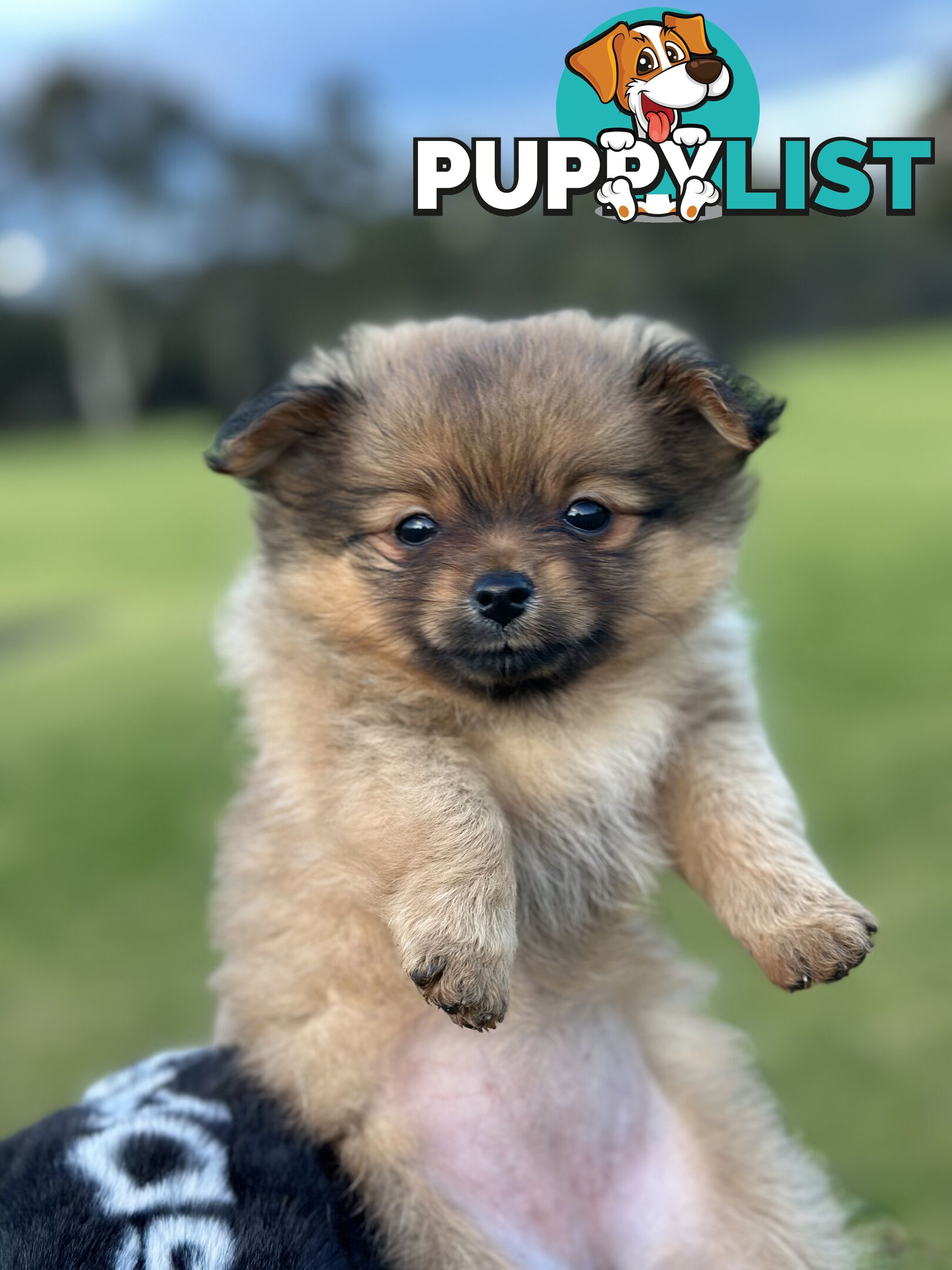 Pomeranian Puppies