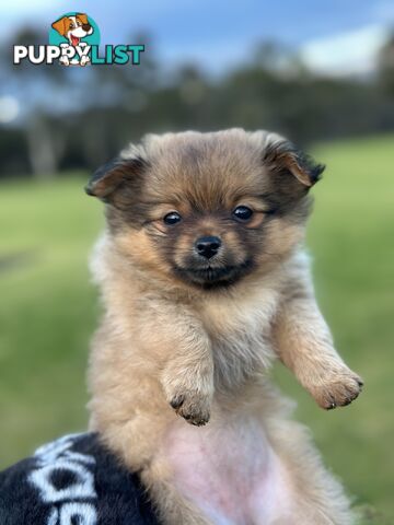 Pomeranian Puppies