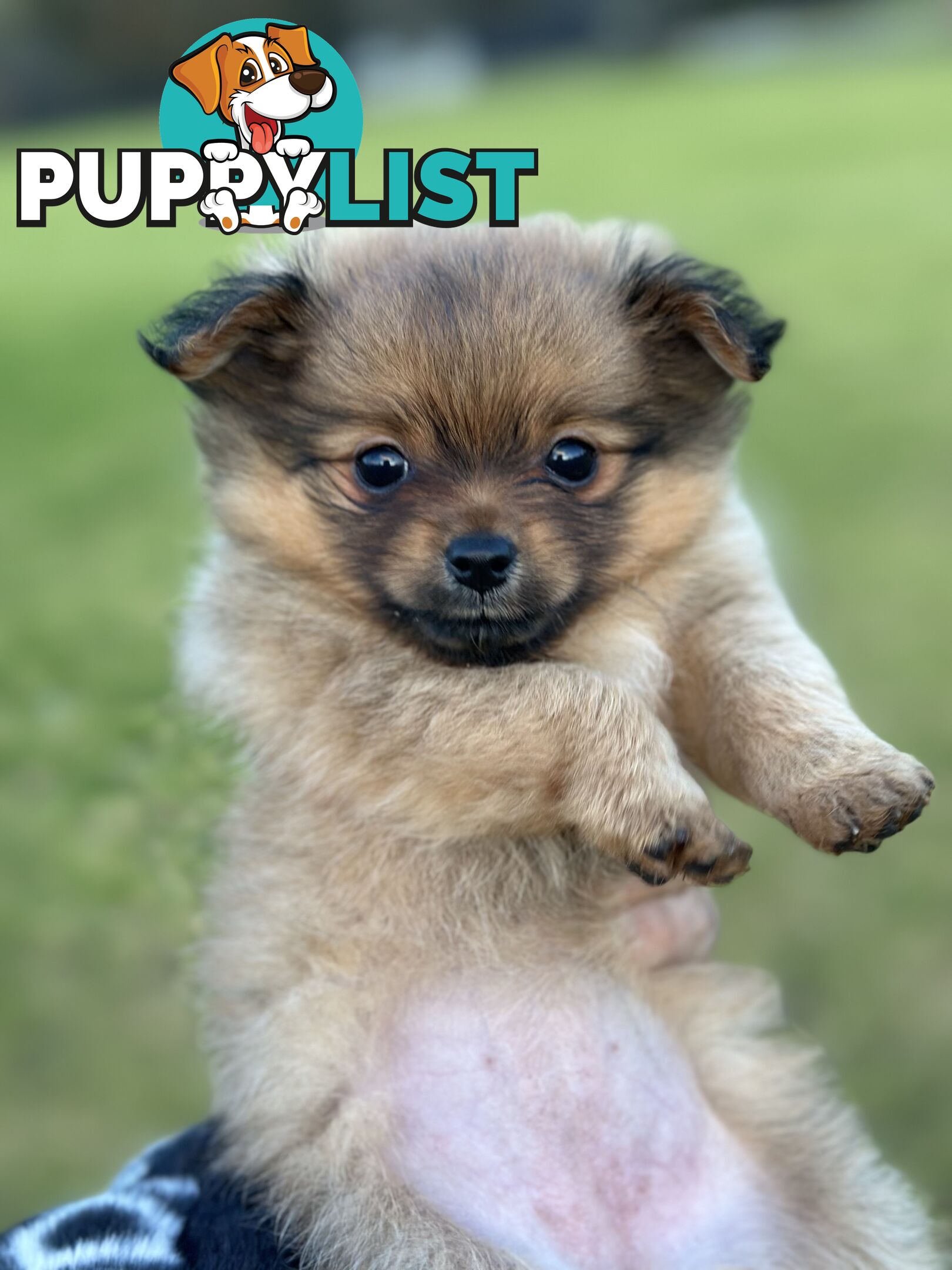 Pomeranian Puppies