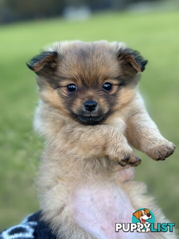 Pomeranian Puppies