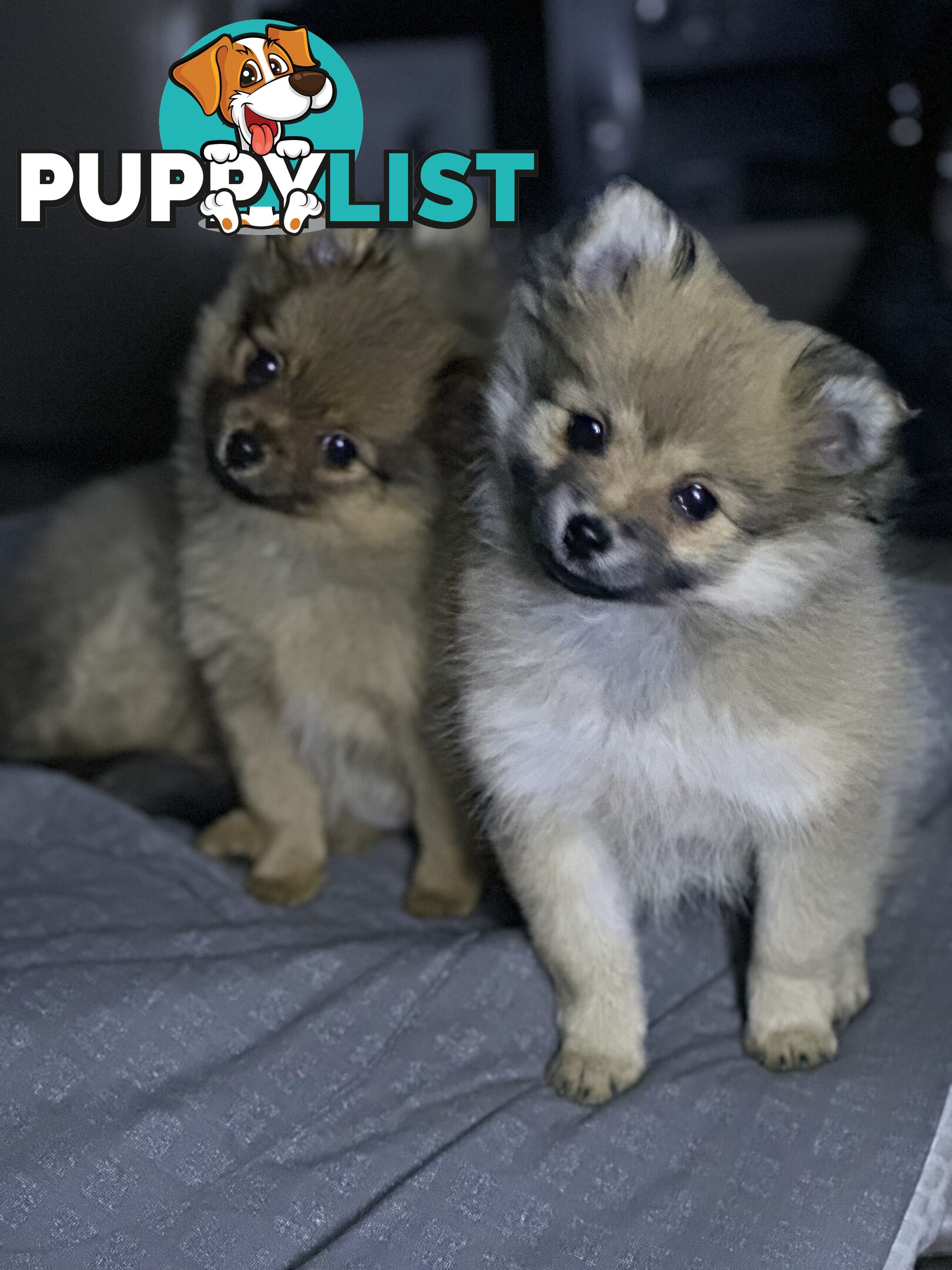 Pomeranian Puppies