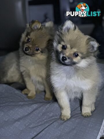 Pomeranian Puppies