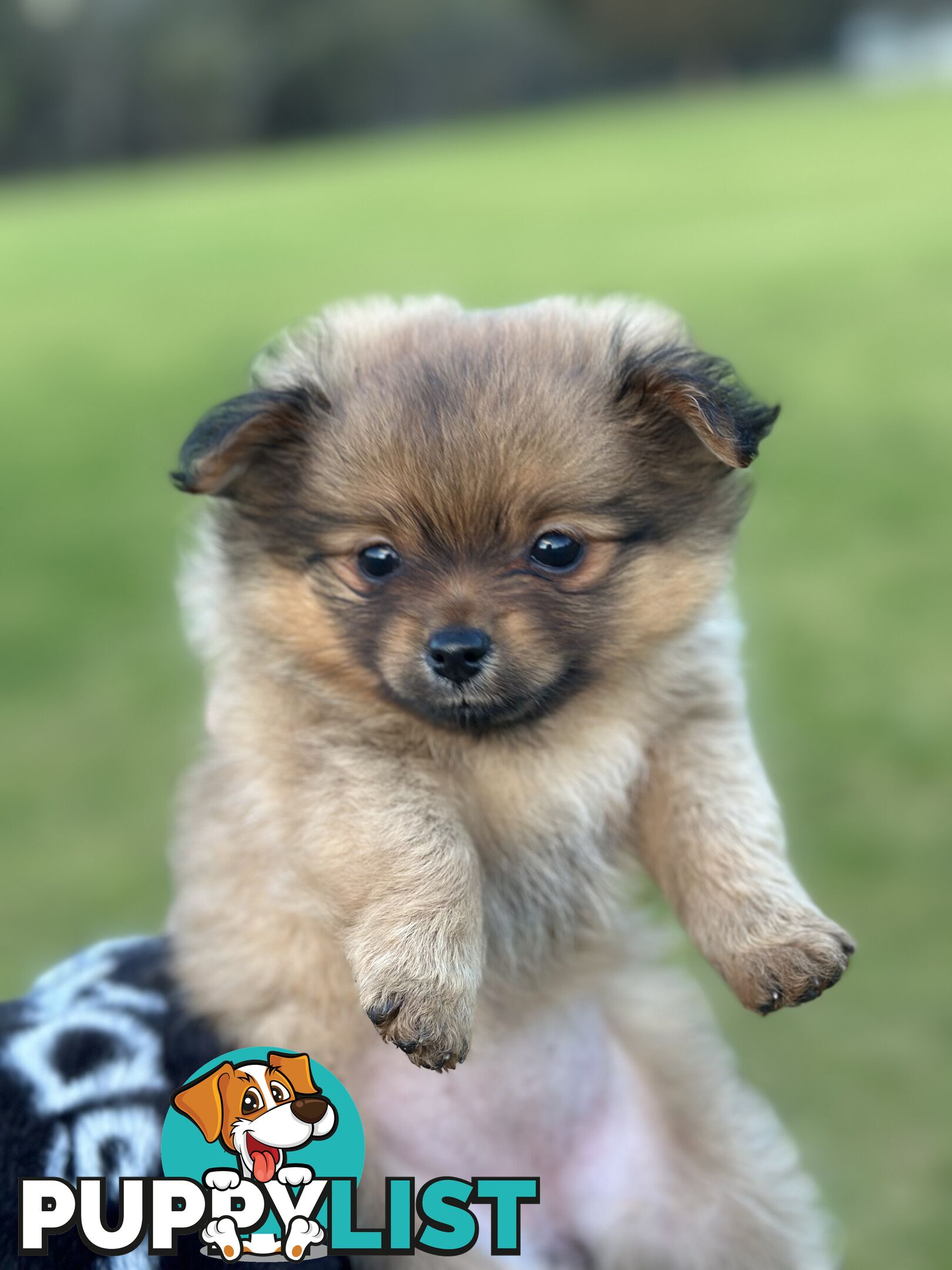 Pomeranian Puppies