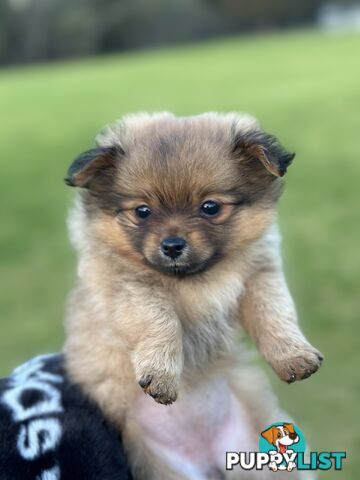 Pomeranian Puppies