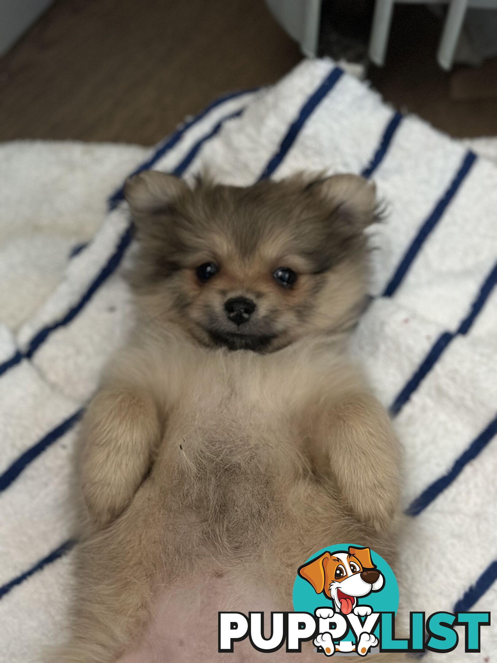 Pomeranian Puppies