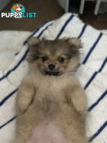 Pomeranian Puppies