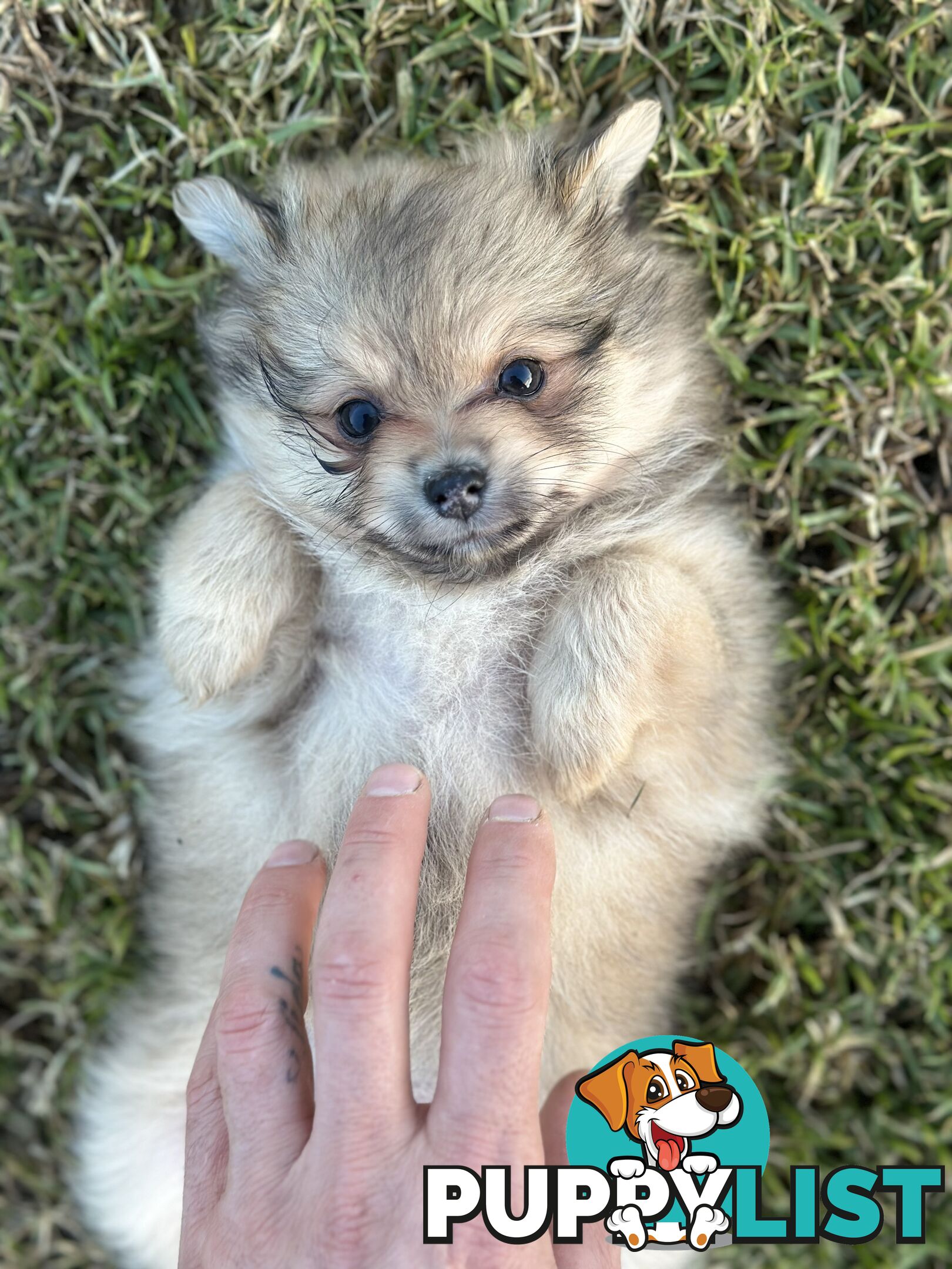 Pomeranian Puppies