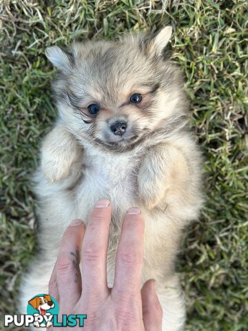 Pomeranian Puppies