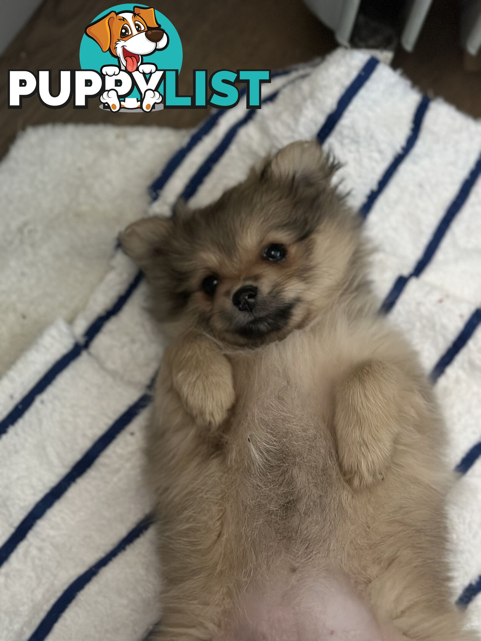 Pomeranian Puppies