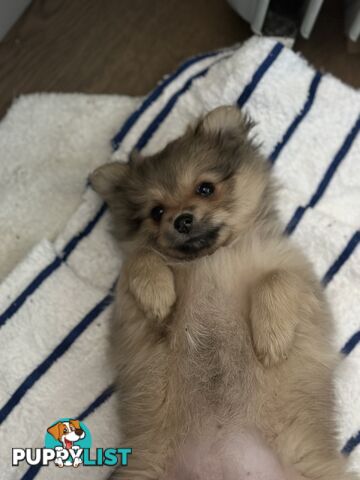 Pomeranian Puppies