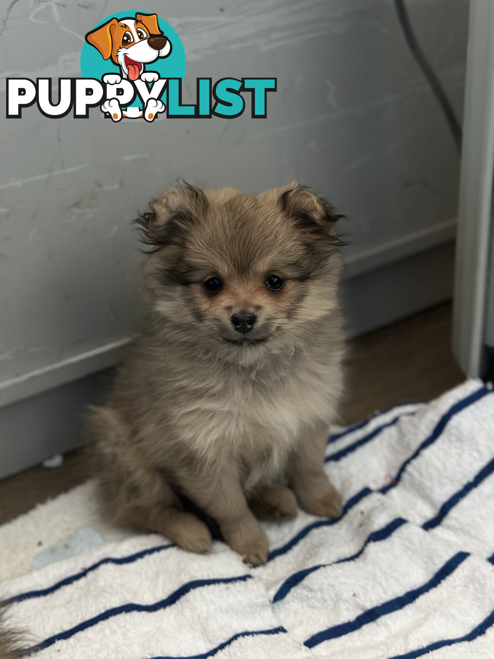 Pomeranian Puppies