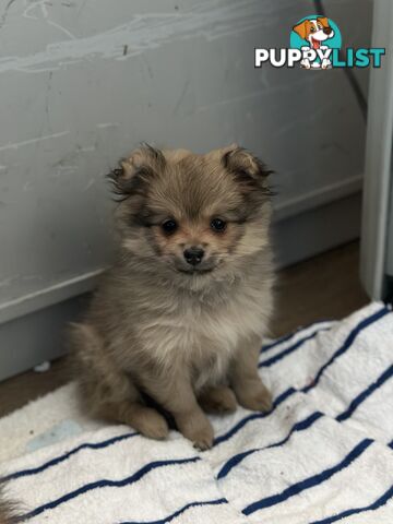 Pomeranian Puppies