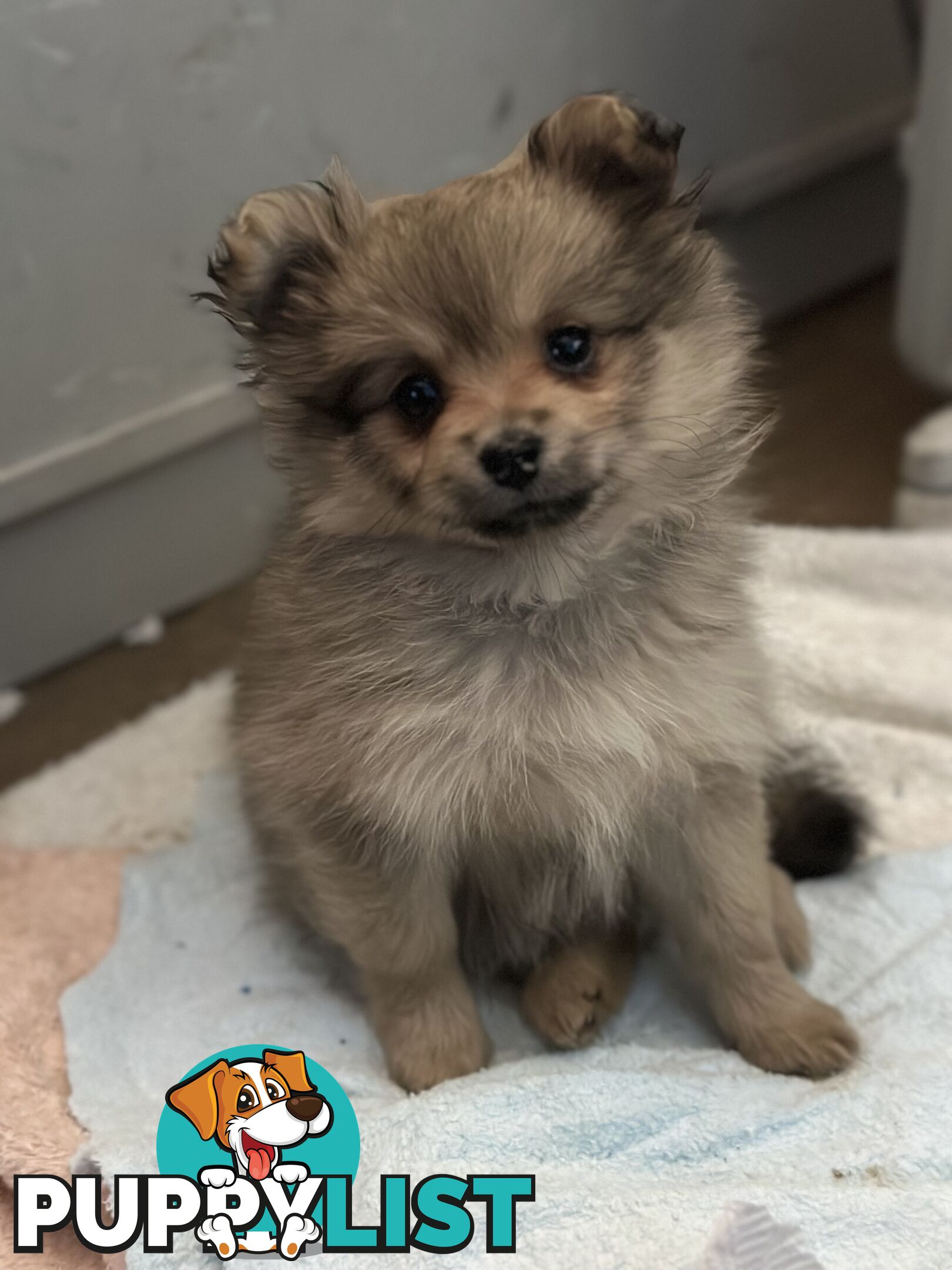 Pomeranian Puppies