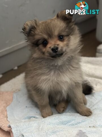 Pomeranian Puppies