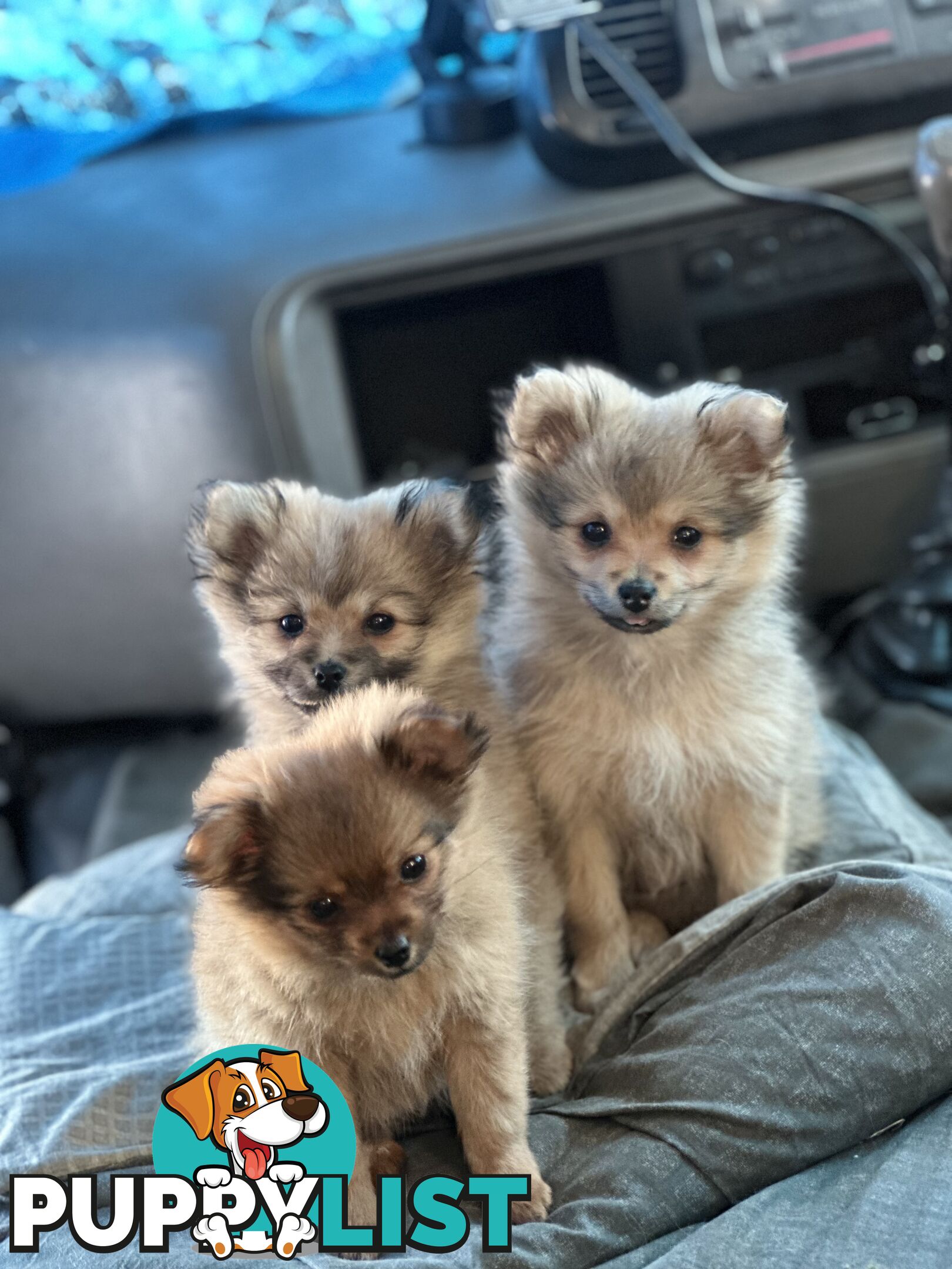 Pomeranian Puppies