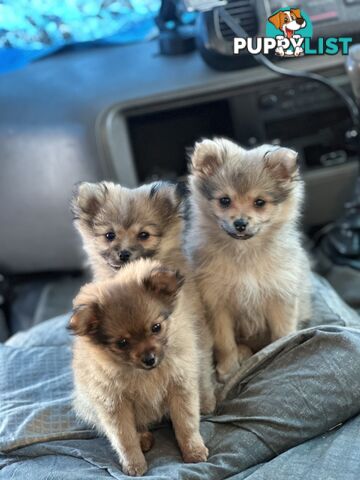 Pomeranian Puppies
