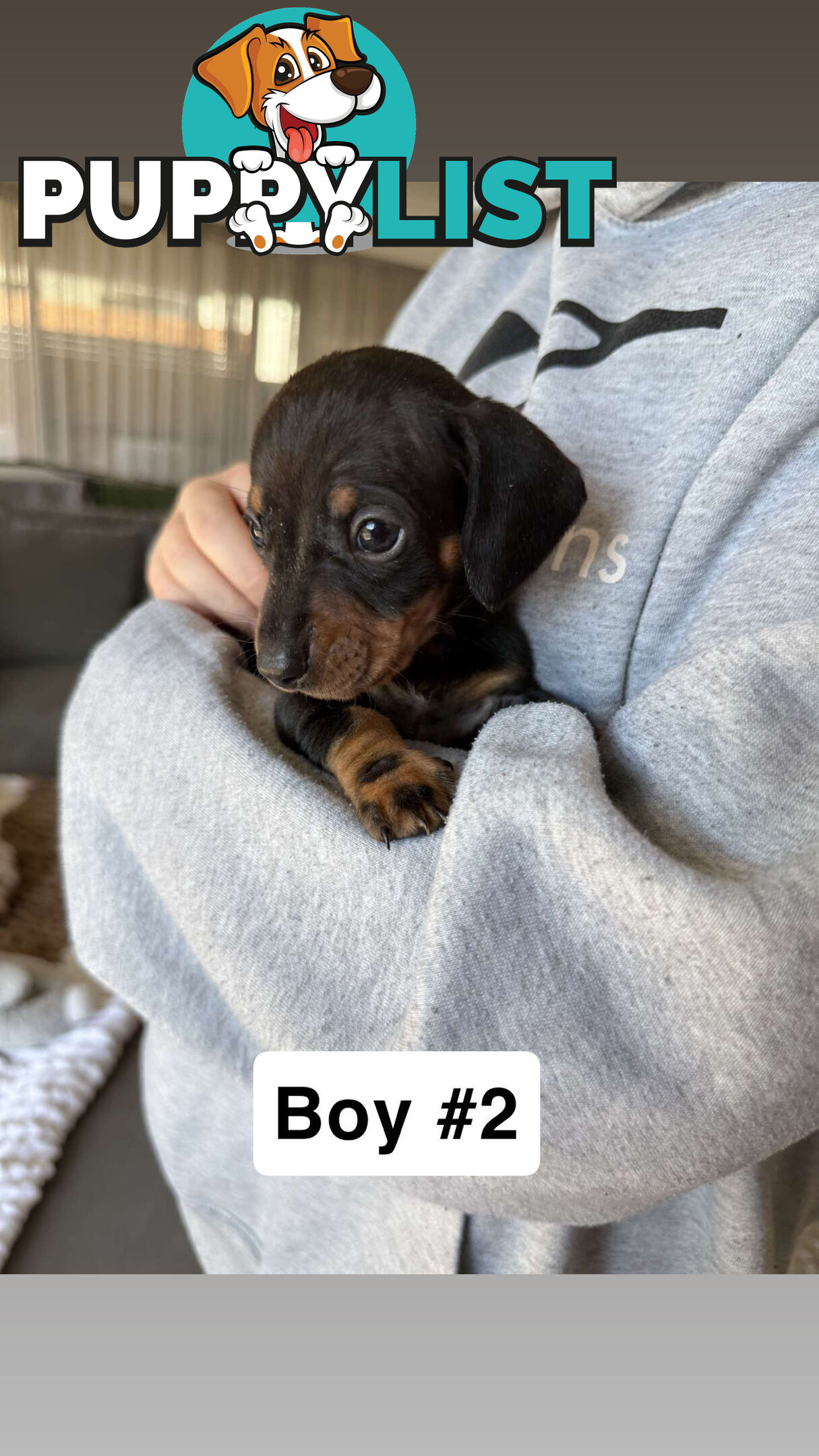 Miniature Dachshund