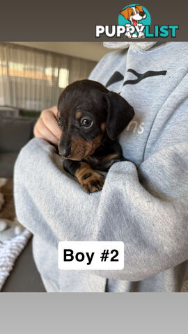 Miniature Dachshund
