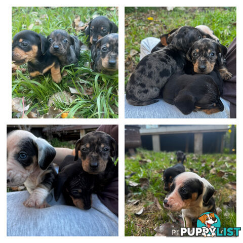 Miniature Dachshund
