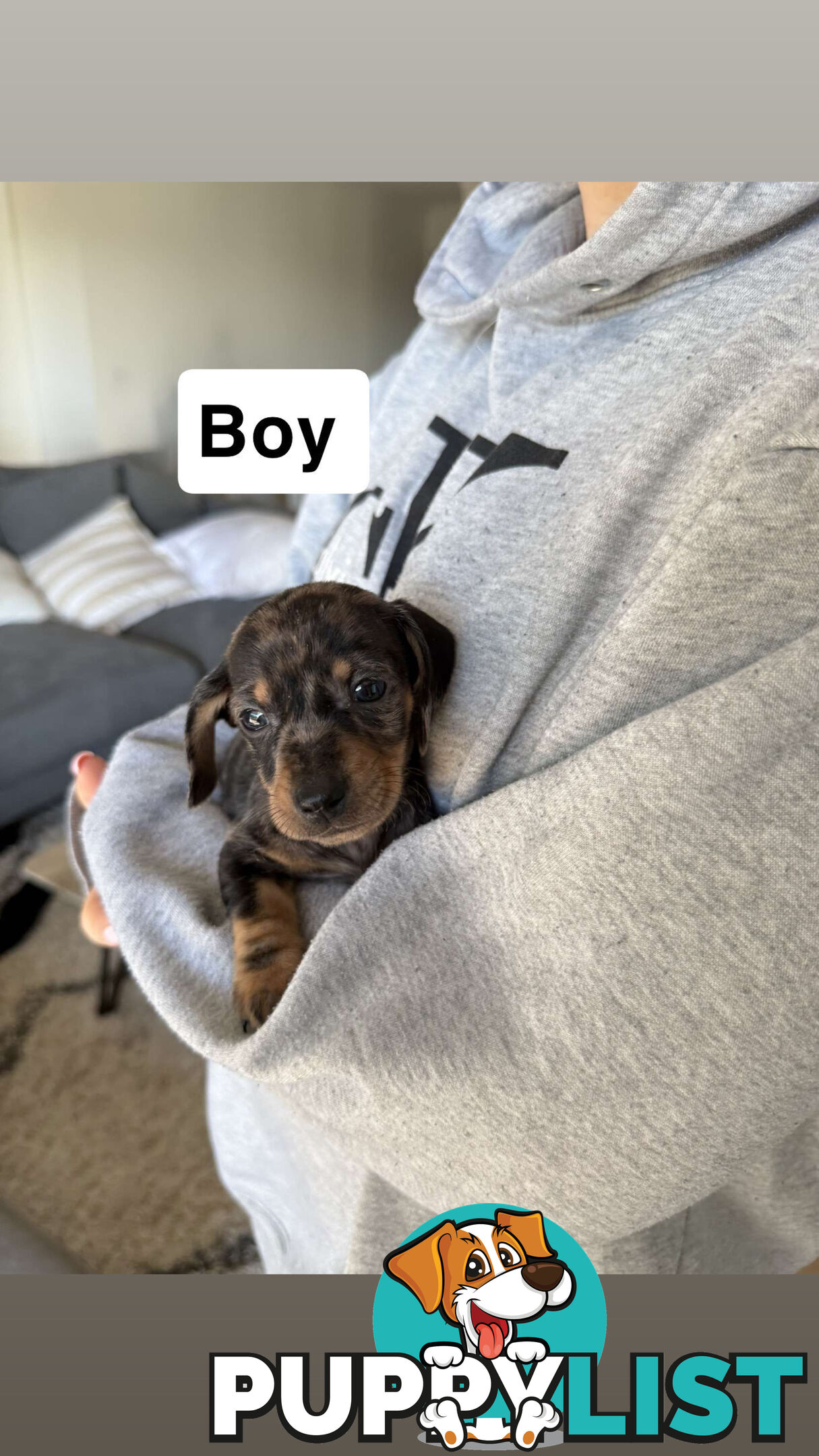 Miniature Dachshund