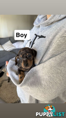 Miniature Dachshund