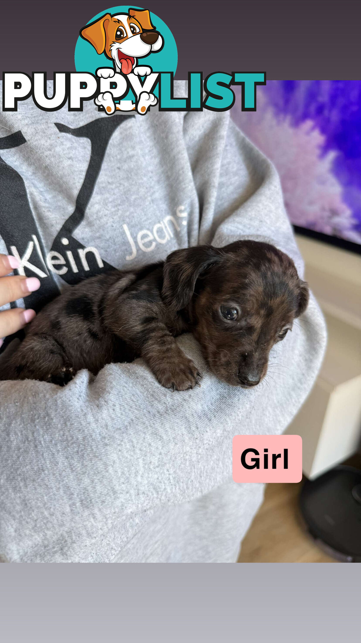 Miniature Dachshund