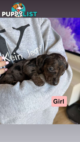 Miniature Dachshund
