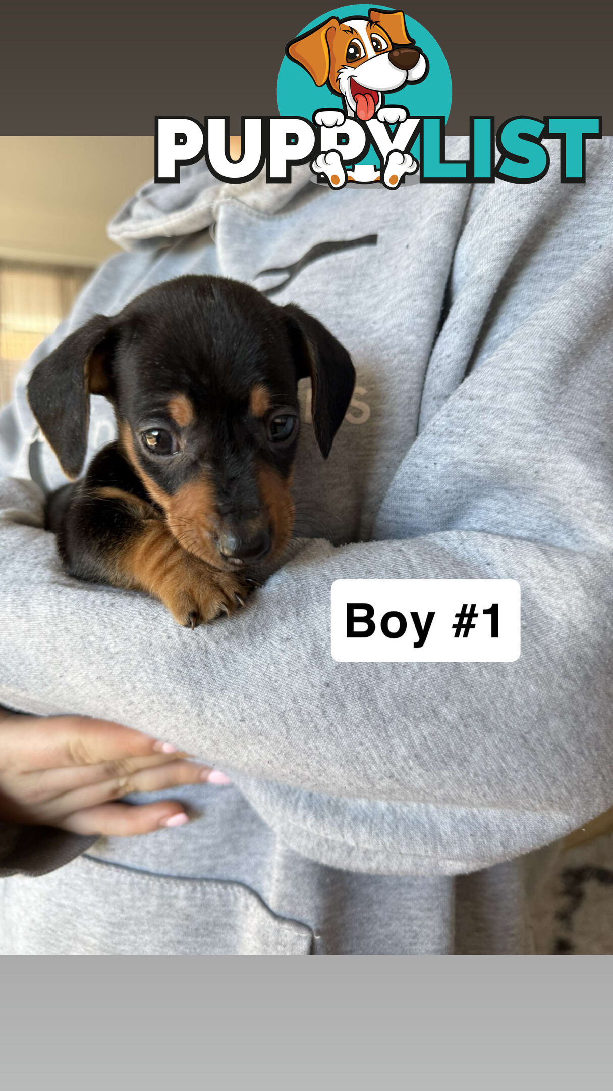 Miniature Dachshund