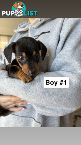 Miniature Dachshund