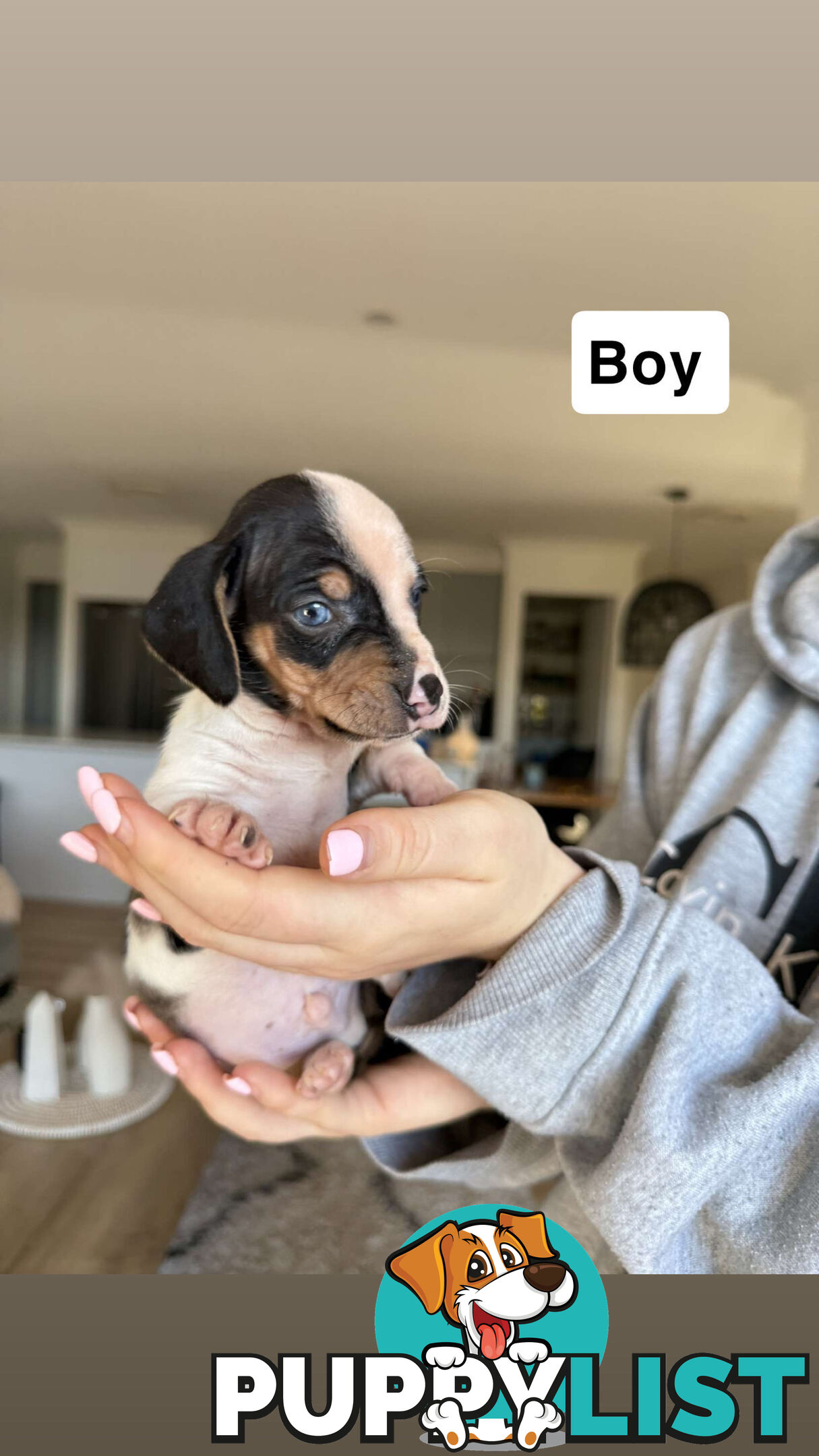 Miniature Dachshund