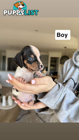 Miniature Dachshund