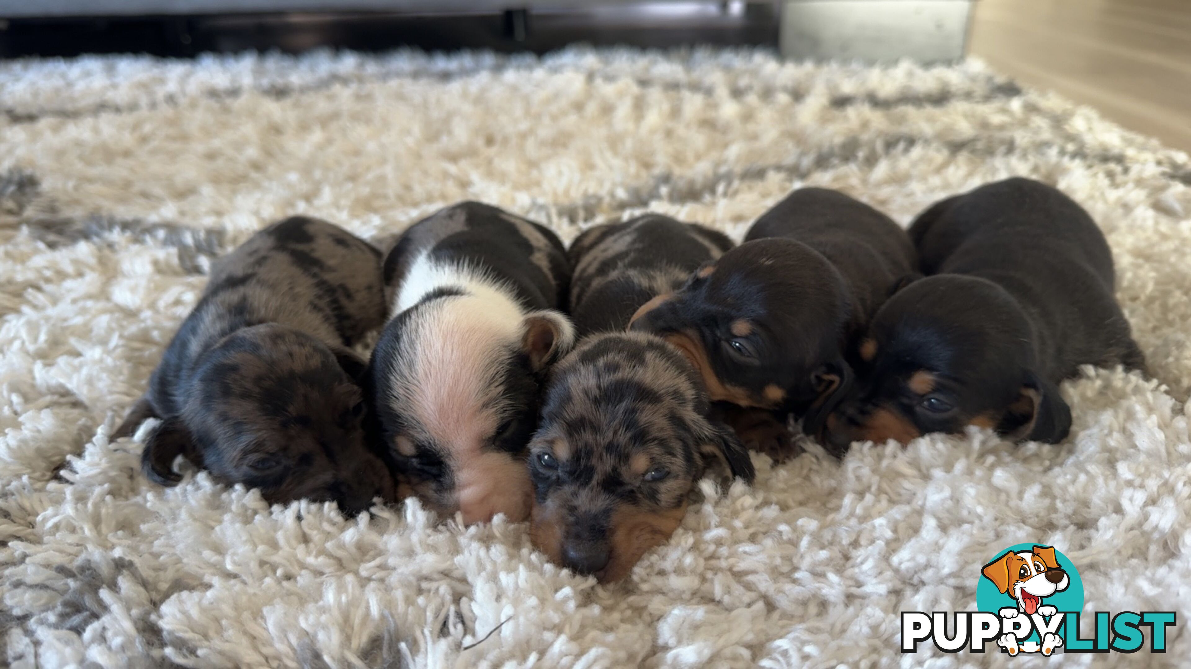 Miniature Dachshund