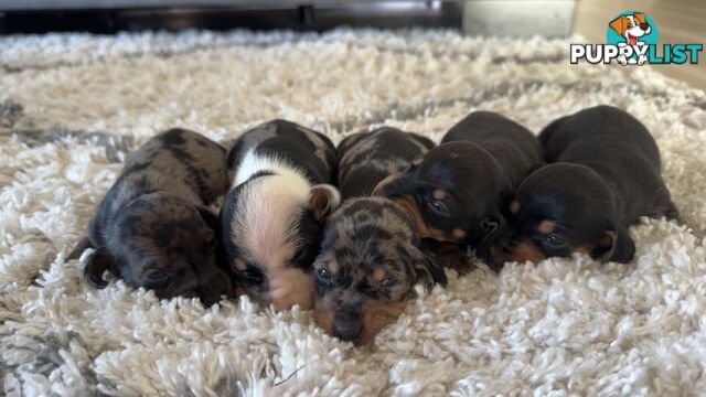 Miniature Dachshund