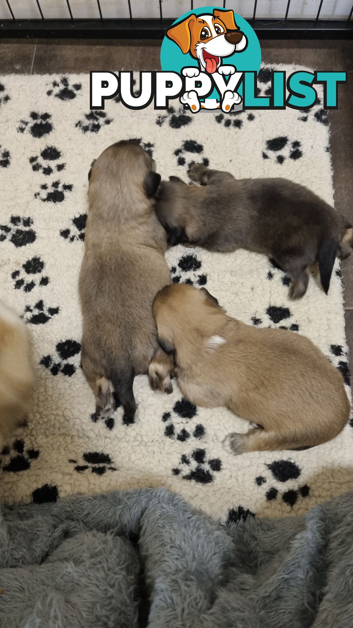 Tibetan Spaniel puppies