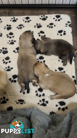 Tibetan Spaniel puppies