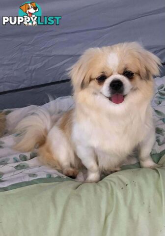 Tibetan Spaniel puppies