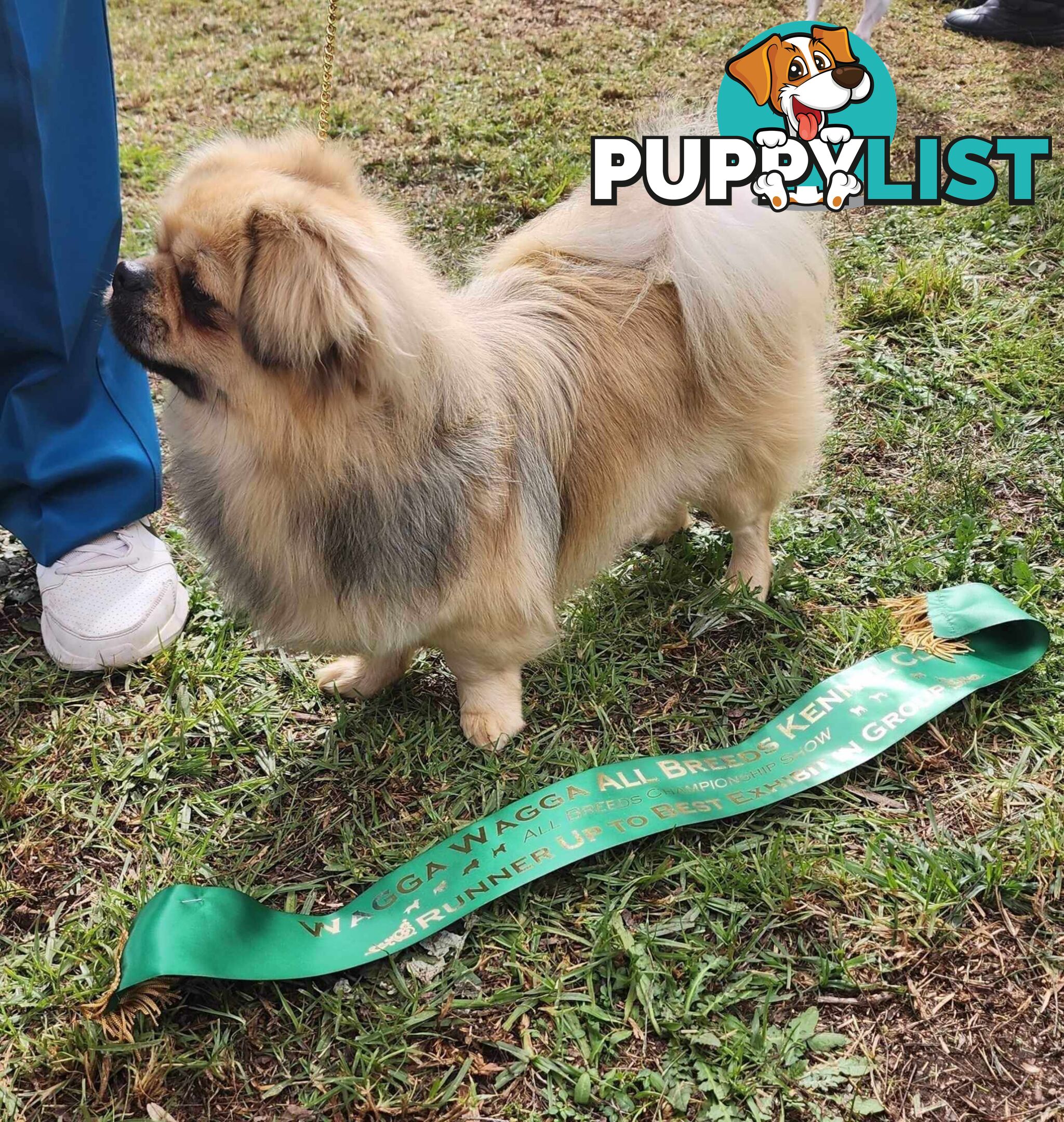 Tibetan Spaniel puppies