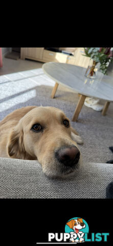 Golden Retriever Puppies