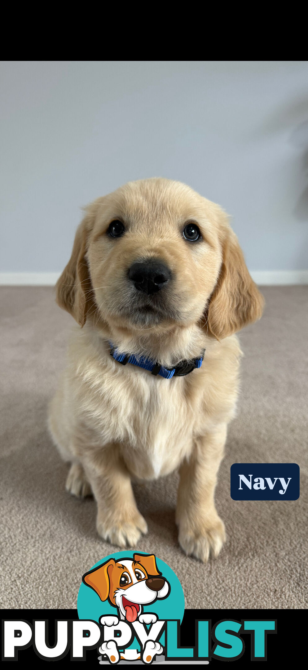 Golden Retriever Puppies