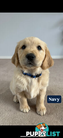 Golden Retriever Puppies