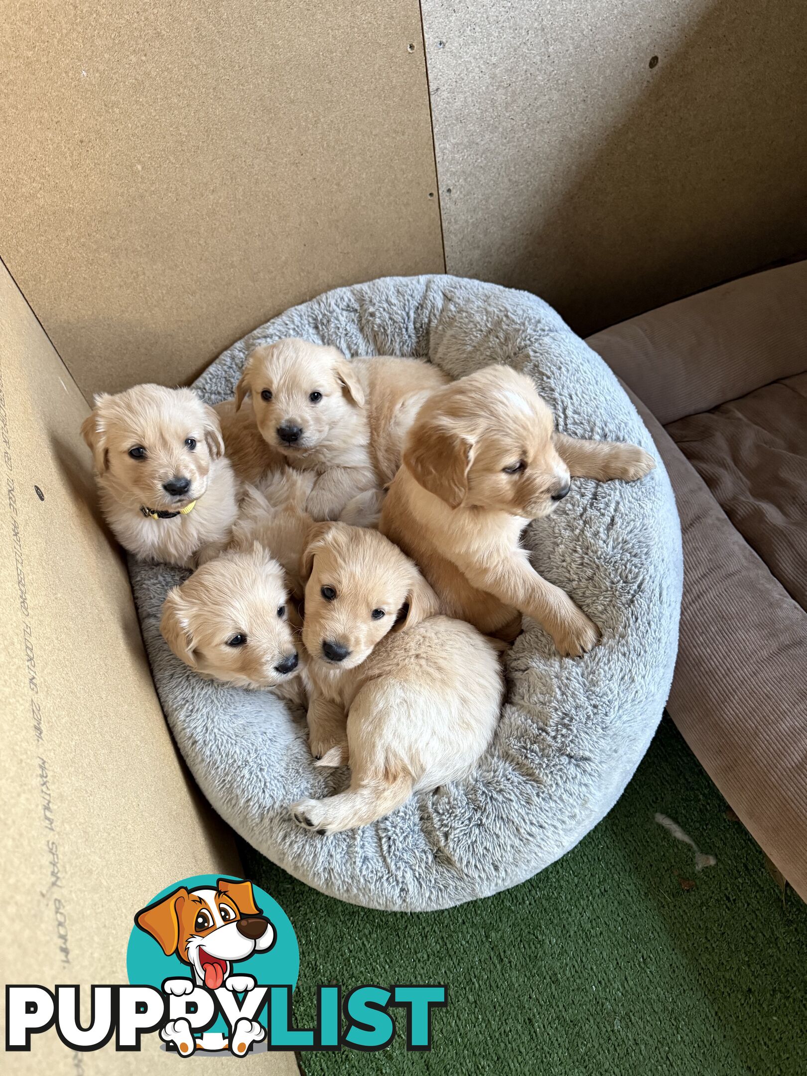 Golden Retriever Puppies